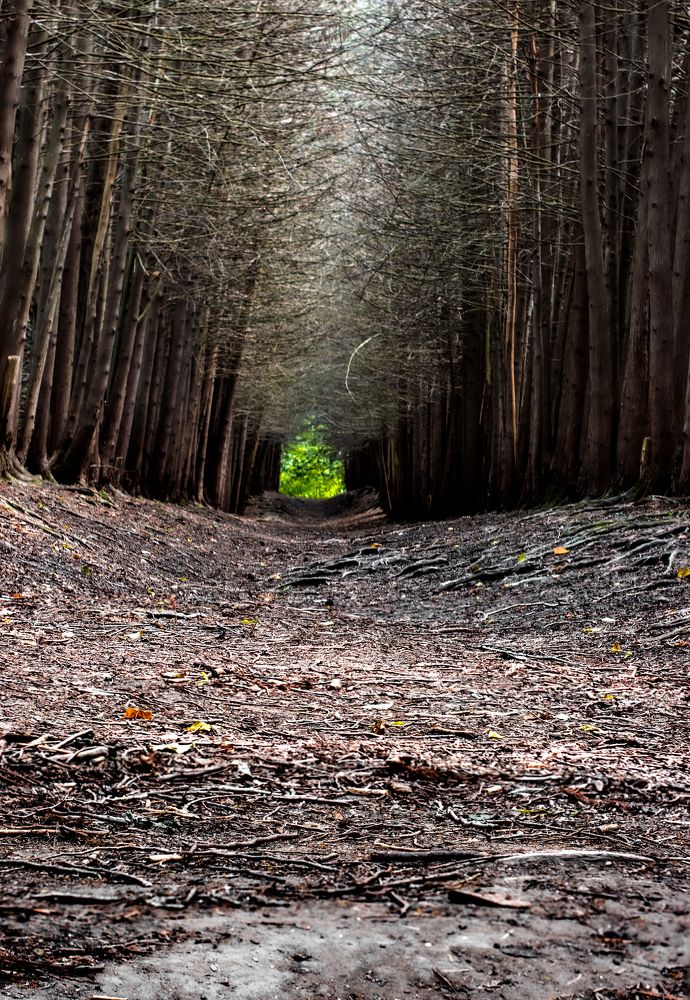 Тайный проход к зеленому оазису