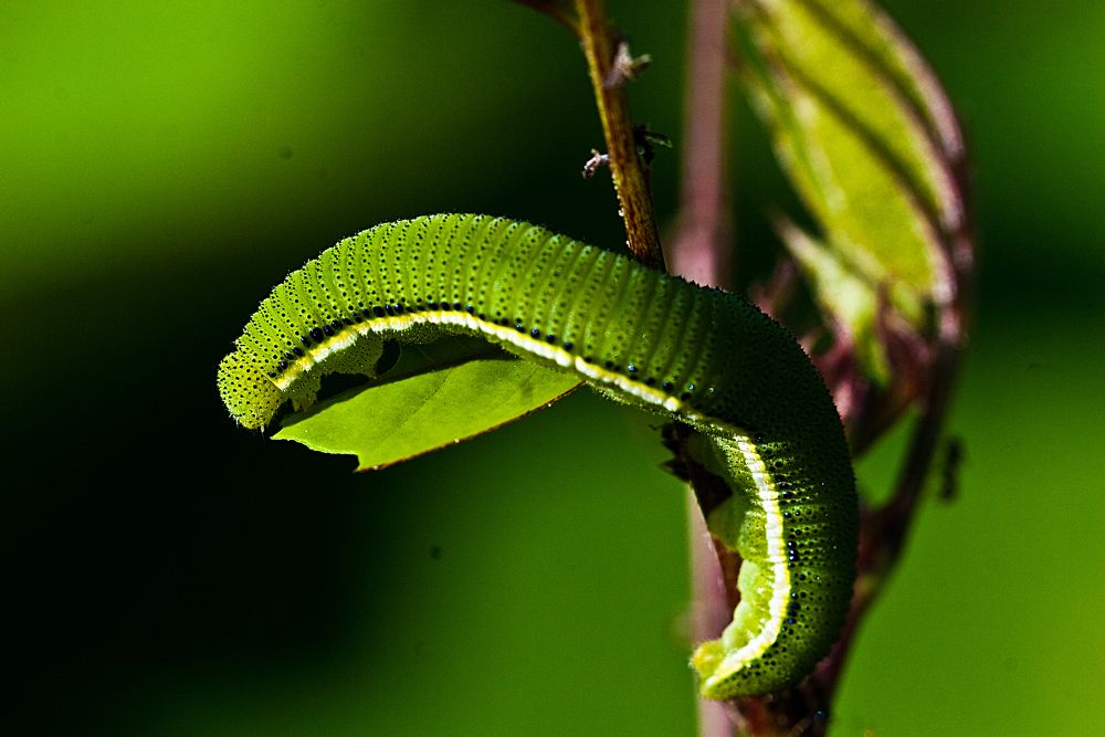 Photograph by SRIMANTA RAY