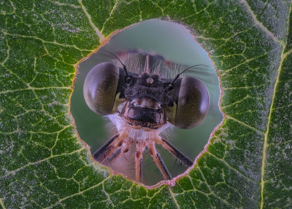 Стрекоза в окошке