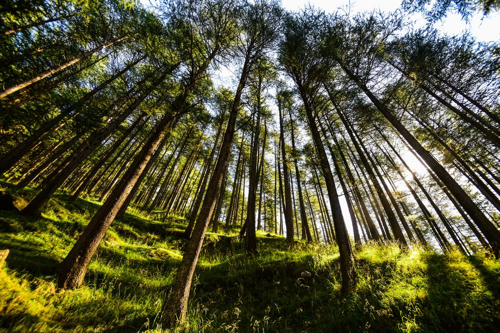 Photograph by SRIMANTA RAY