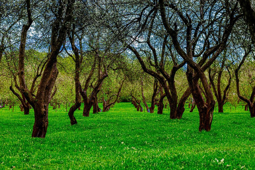 Незадолго до цветения