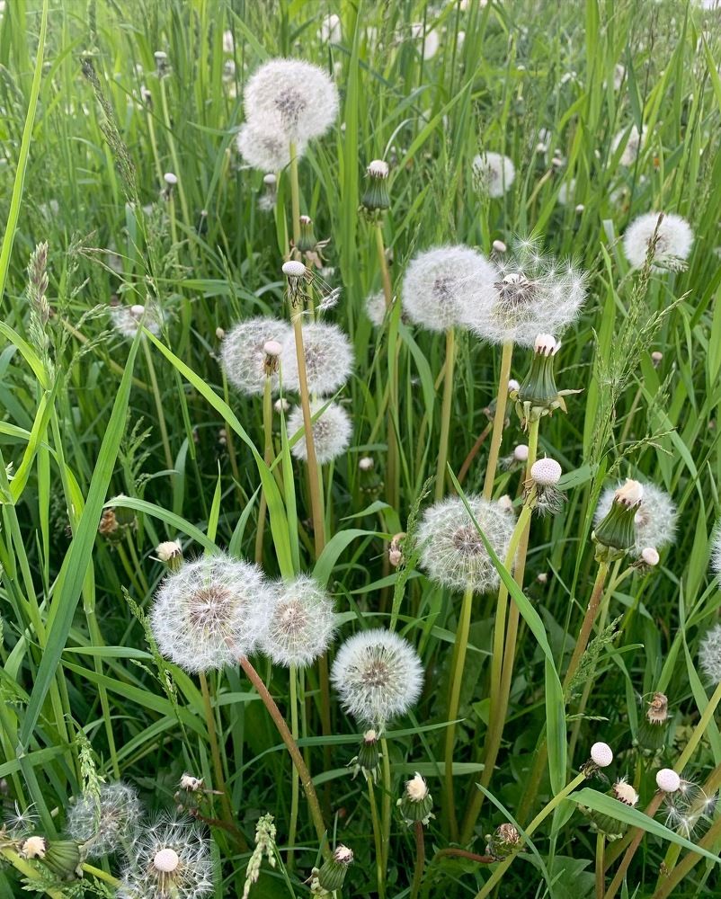 Цветочная серия