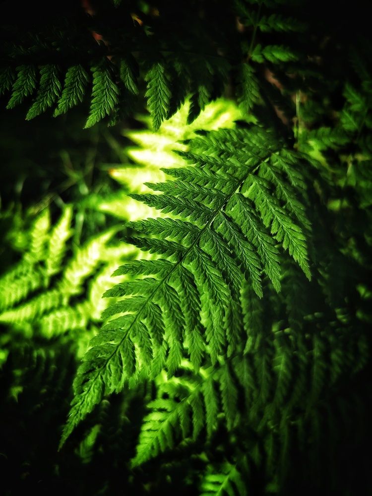 Photograph by Елена Артёменко