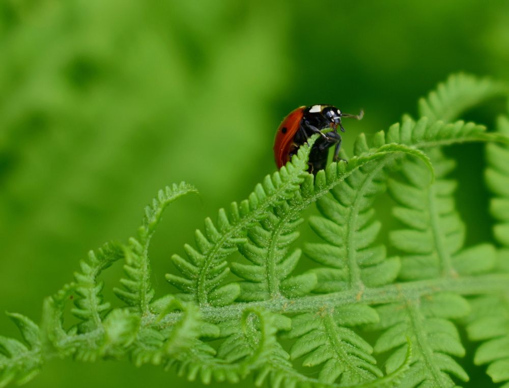 Photograph by Галина Купцова