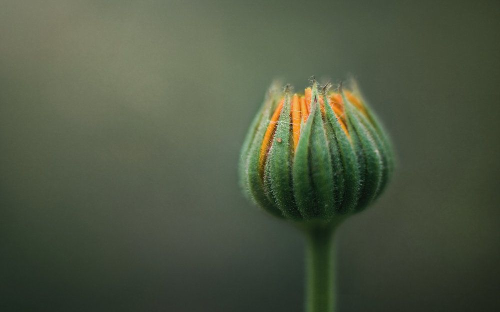 Photograph by Aleksey Leskov