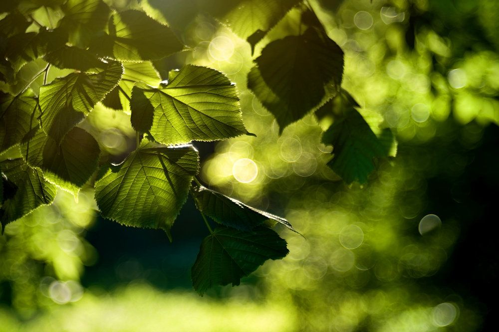 Photograph by Aleksey Leskov