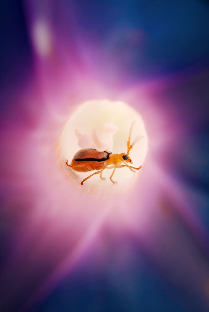 Photograph by Bistupada Mondal