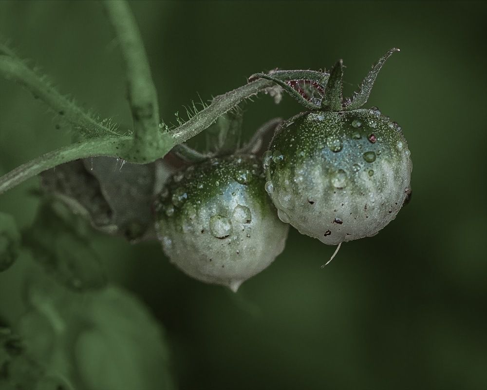 Photograph by T.Ю. Гринько