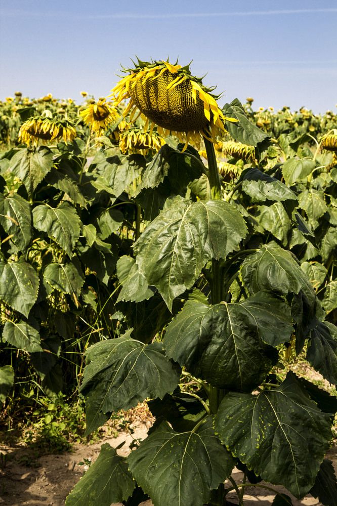 Photograph by Нестеренко Светлана