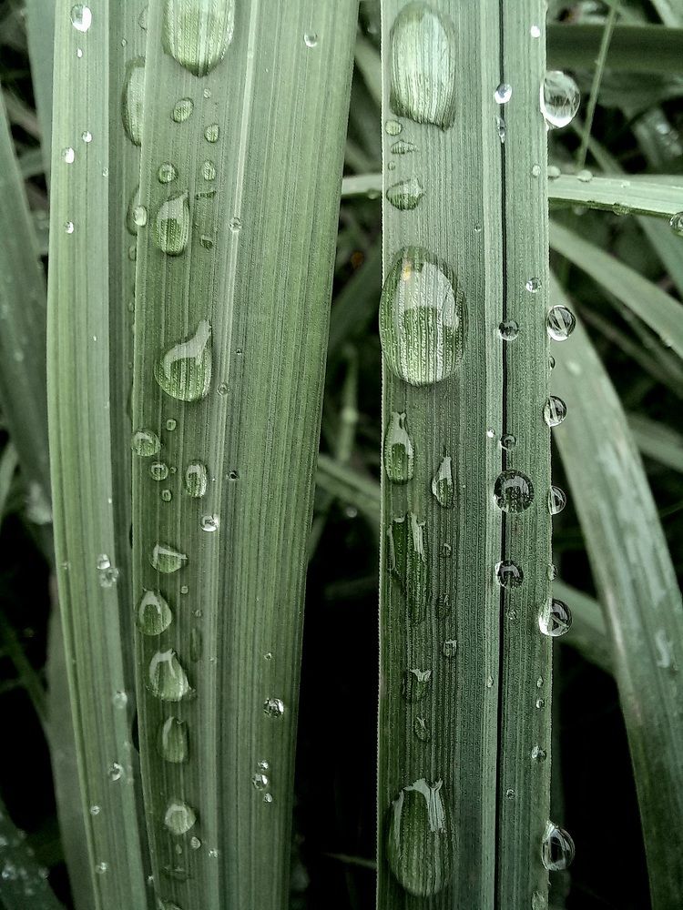 Photograph by Зоя Кулько