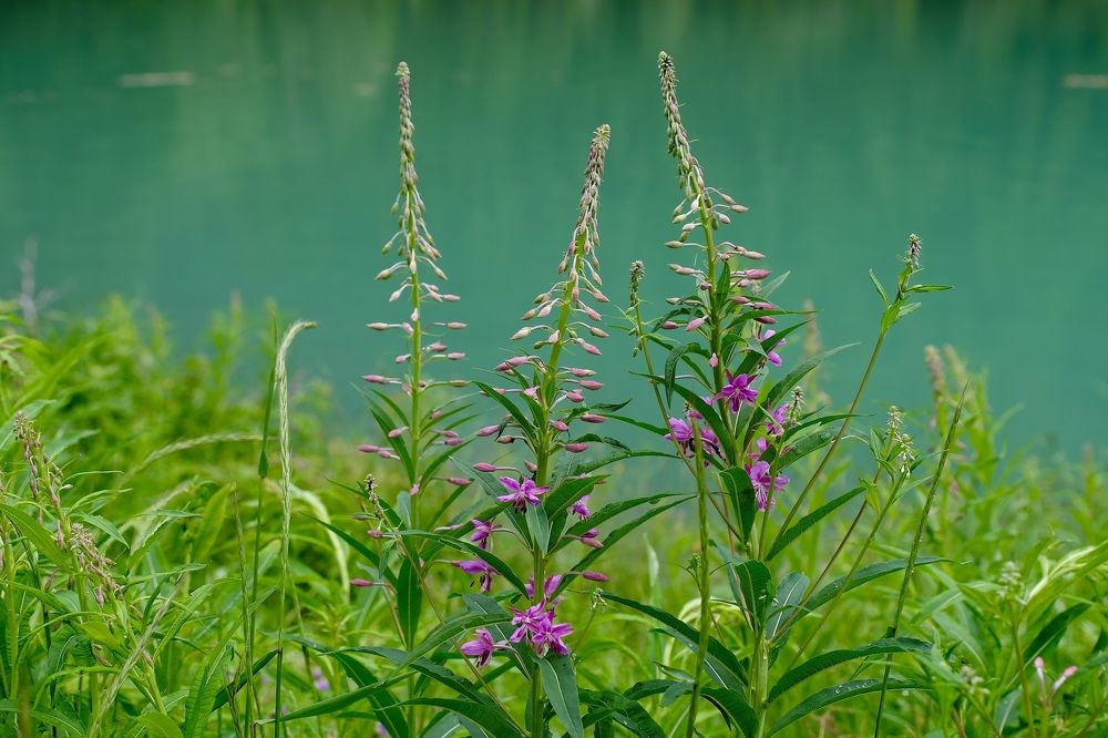 Blooms fireweeds