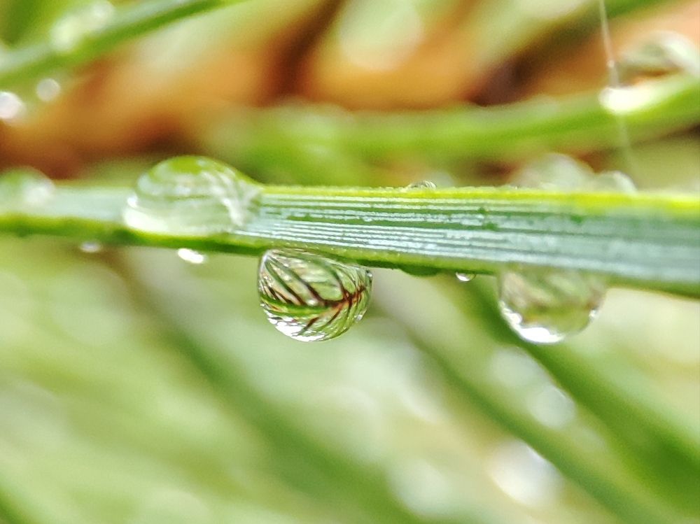 Отражение в капле