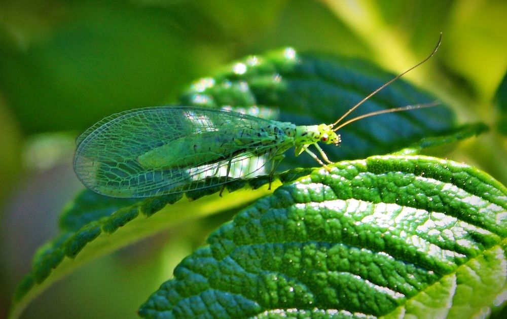 Златоглазка