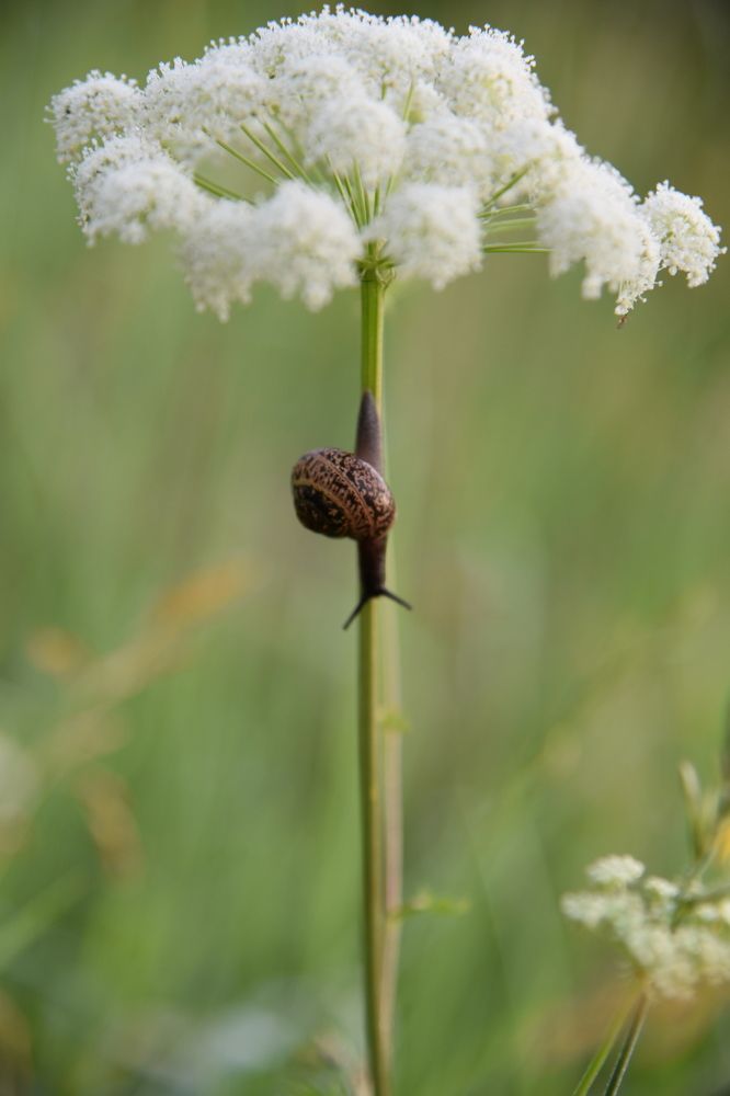 Улиточки.