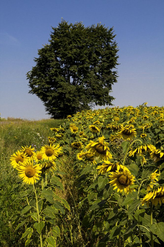Photograph by Нестеренко Светлана
