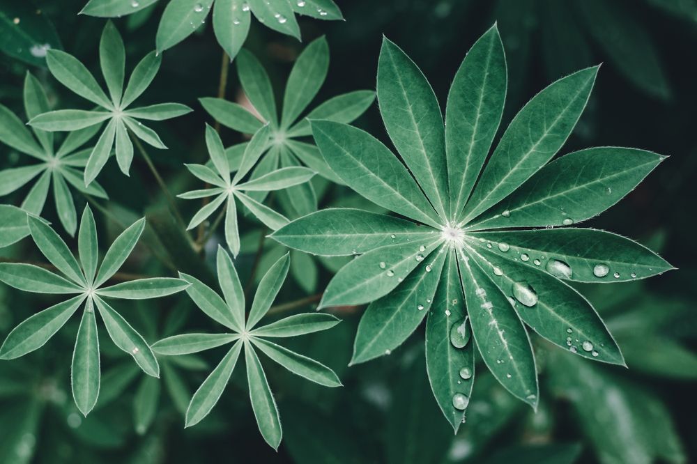 Photograph by Степан Ковыльчик