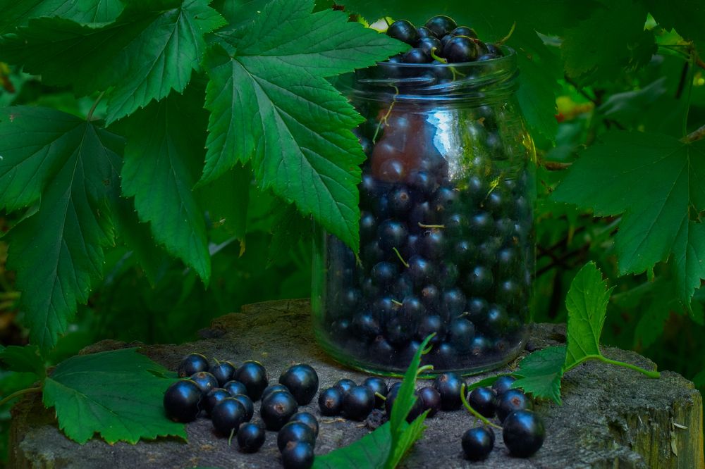 Photograph by Maria Chevina