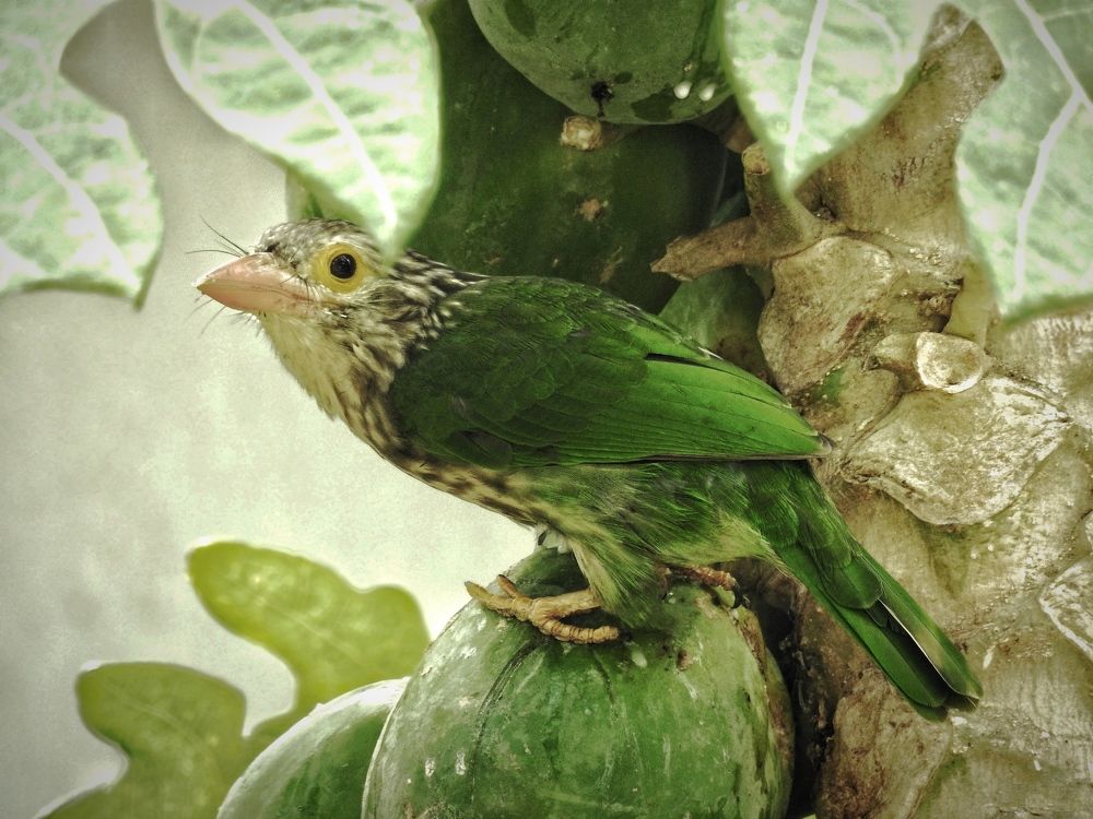 Photograph by Tanusri RoyChowdhury