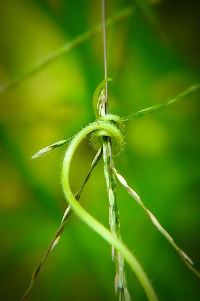 Photograph by Tanusri RoyChowdhury