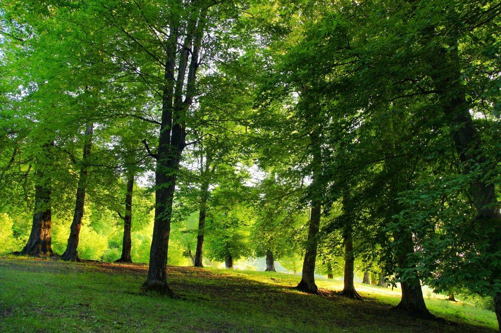 Фотография автора Emamian