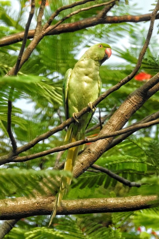 Photograph by Tanusri RoyChowdhury