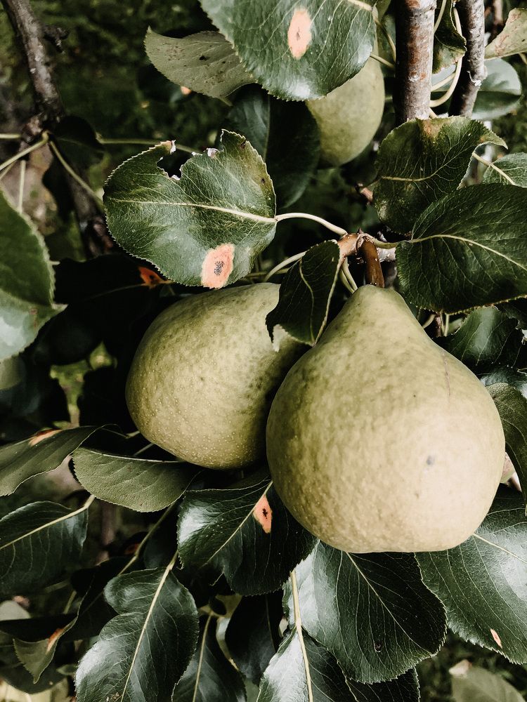 Photograph by Кристина Луканова