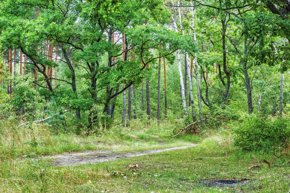 Утром в  лесу