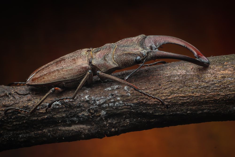 Philippine Stag beetle