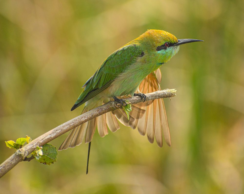 Photograph by Soumak bindu