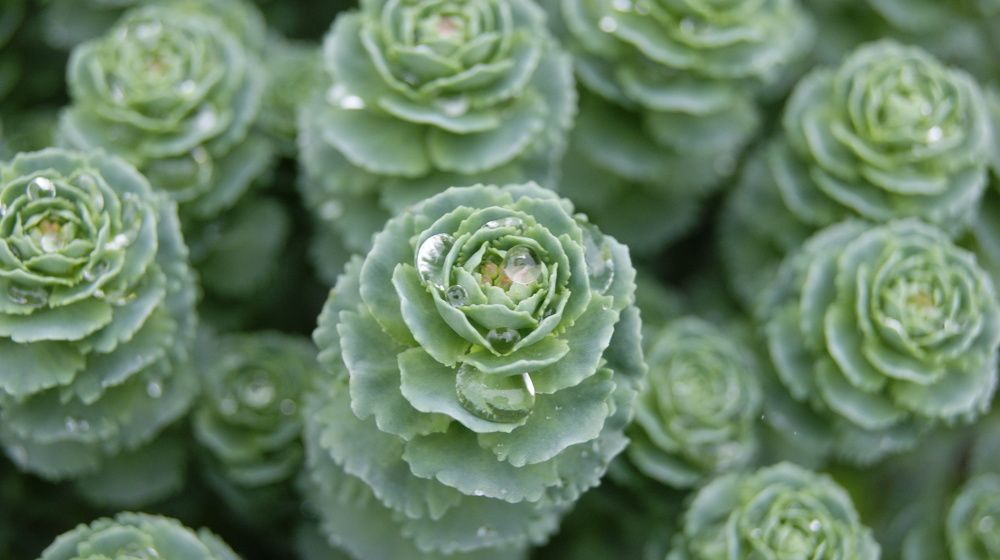 Photograph by Елена Немешаева