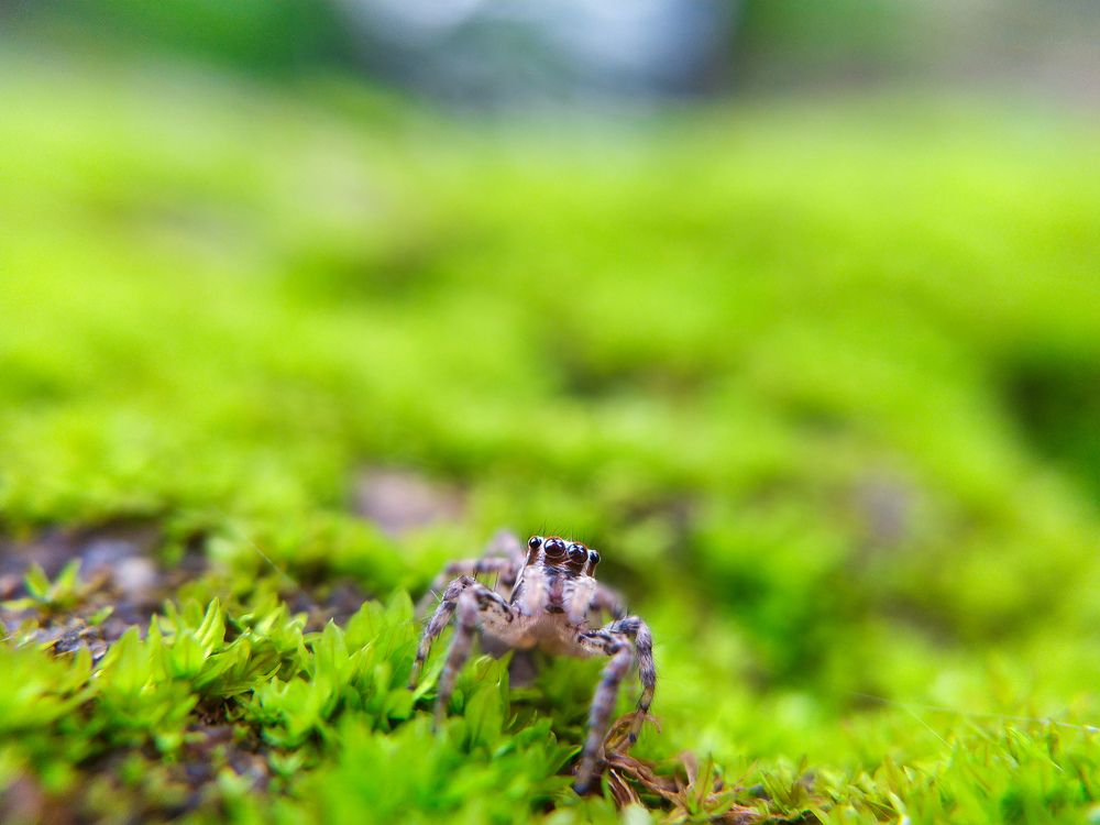 Photograph by Smruti Ranjan Das