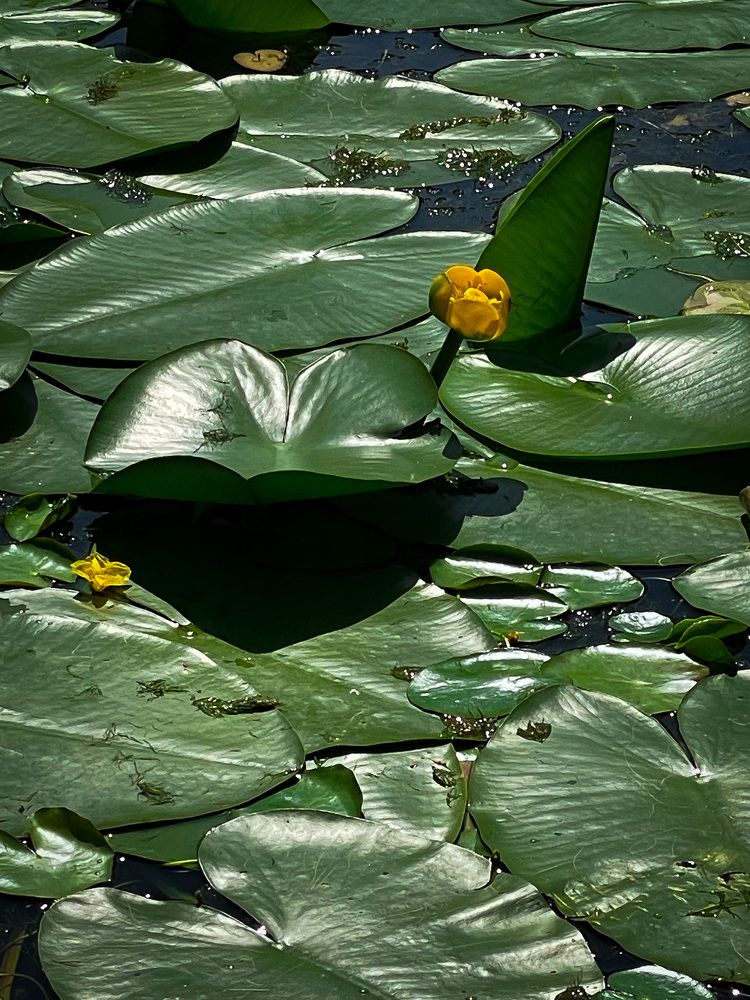 Photograph by Олеся Лагутина