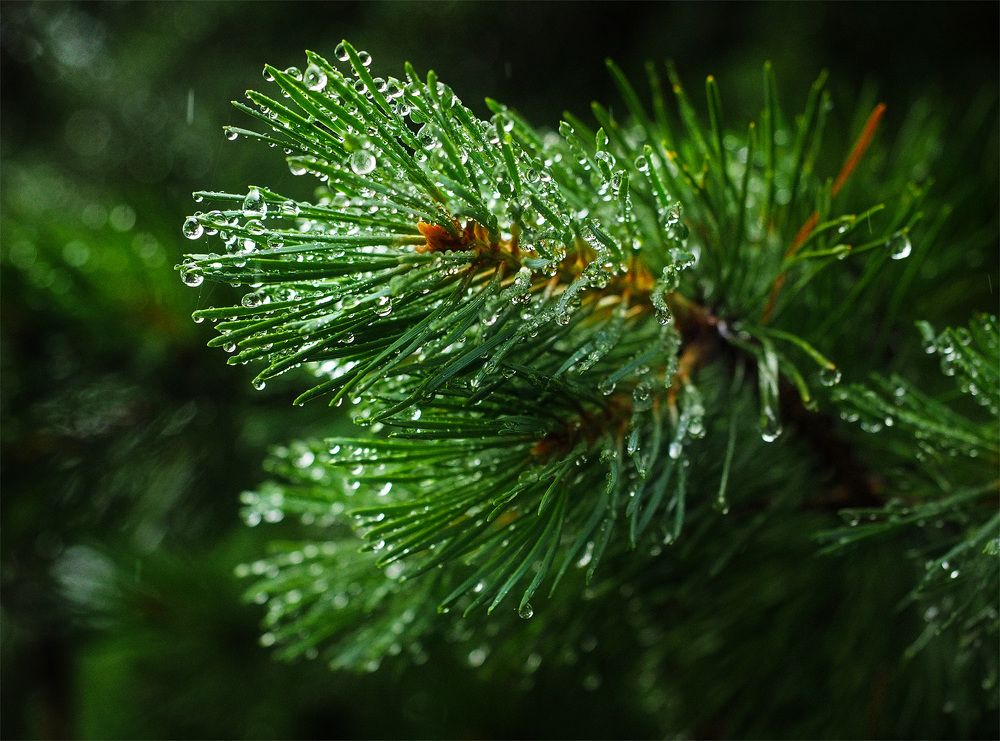 Photograph by Елена Харитонова