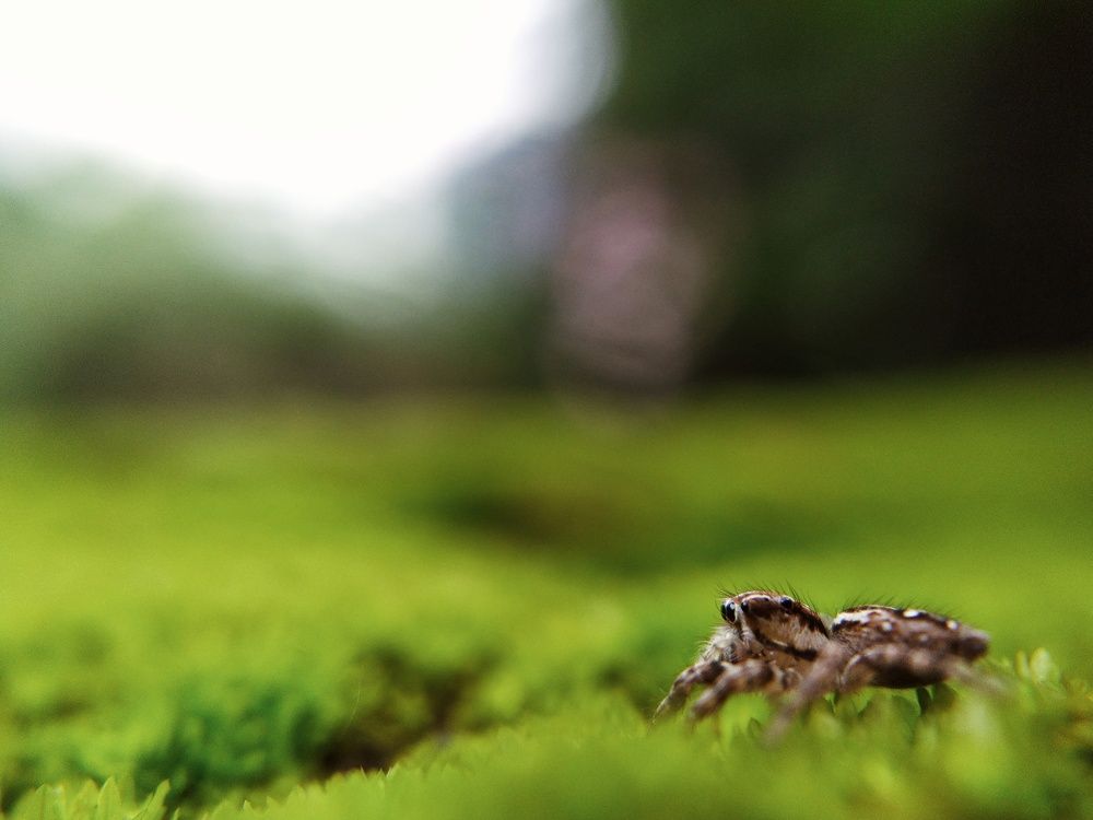 Photograph by Smruti Ranjan Das