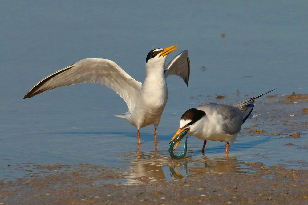 На страже любимой