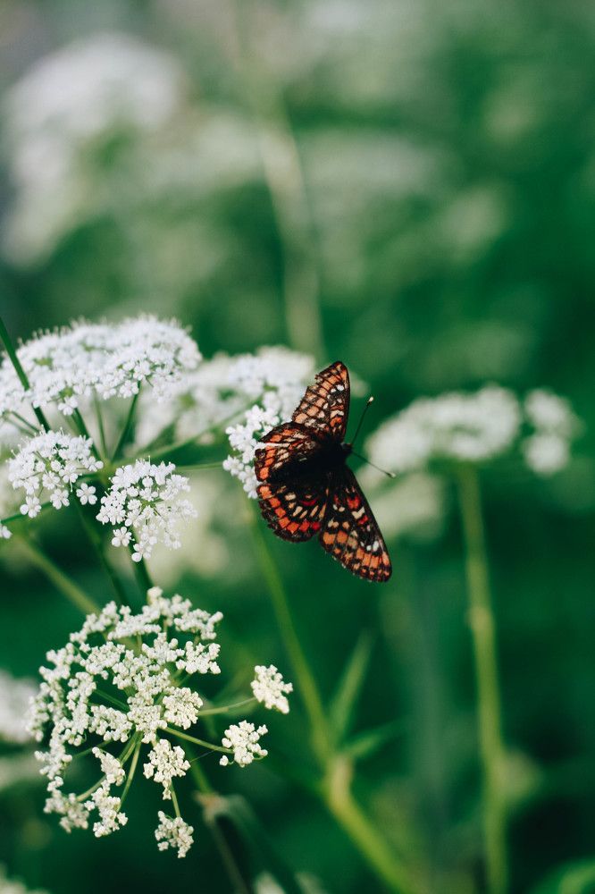 Photograph by Алиса Фредерикс