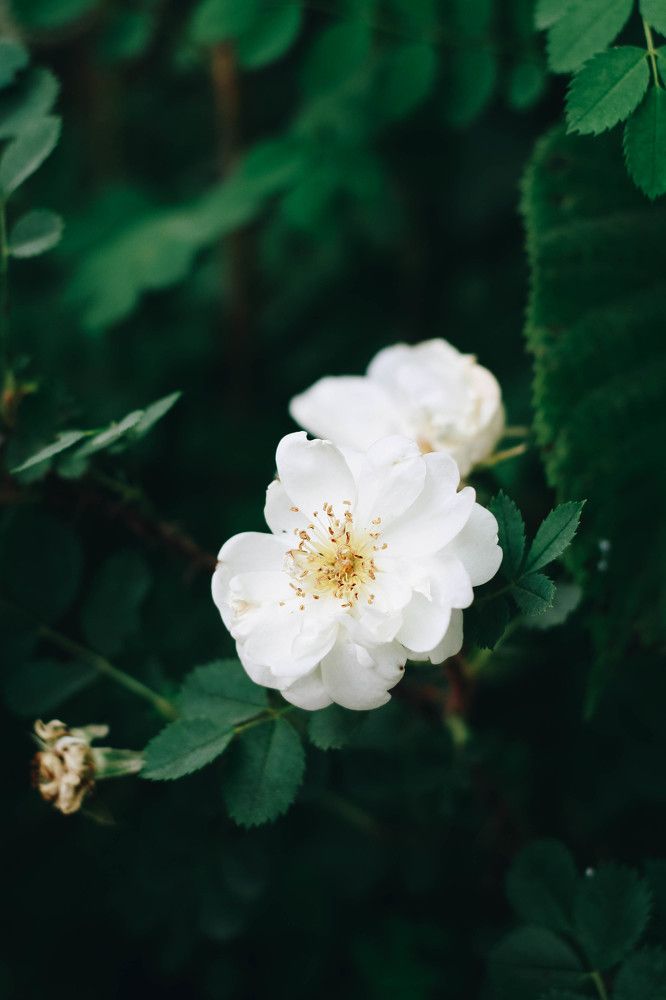 Photograph by Алиса Фредерикс