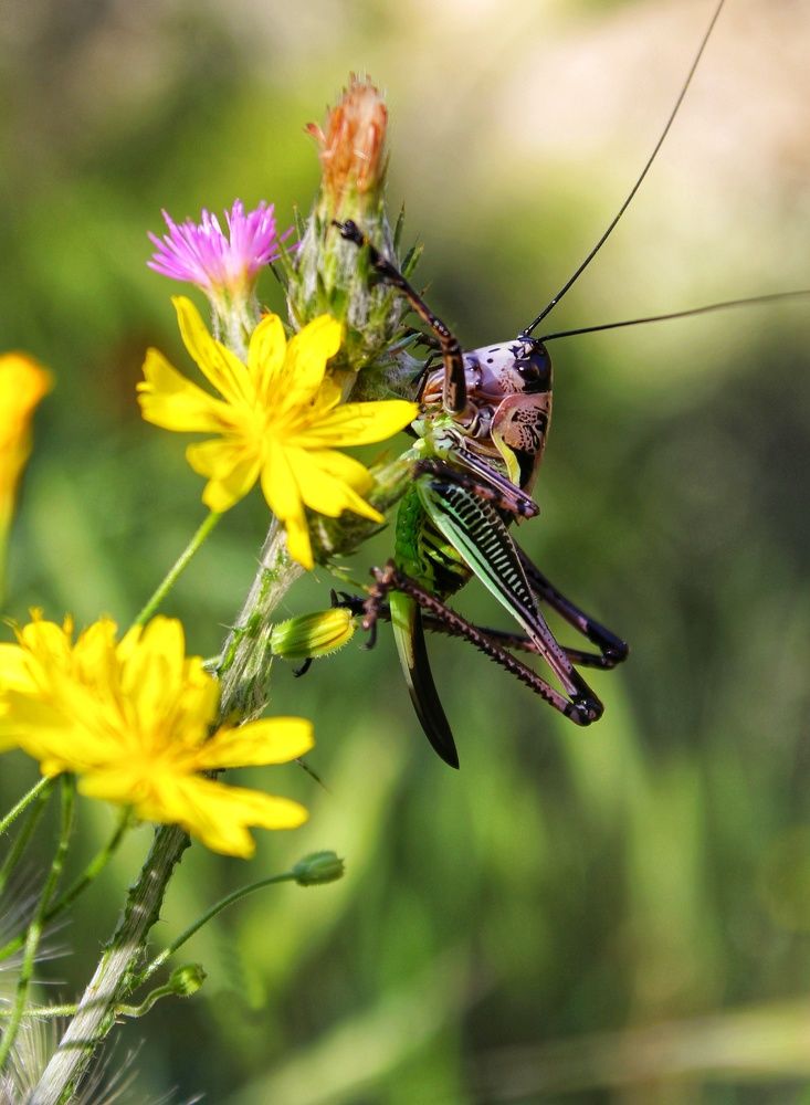 Фотография автора Emamian