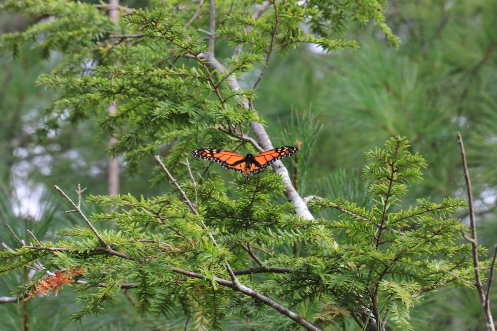 Фотография автора Ираида Гайфуллина