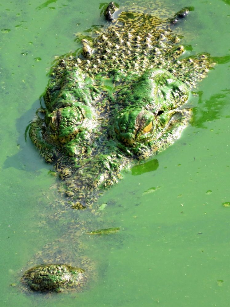 Green crocodile