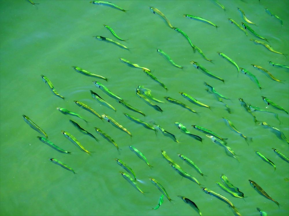 Green shoal