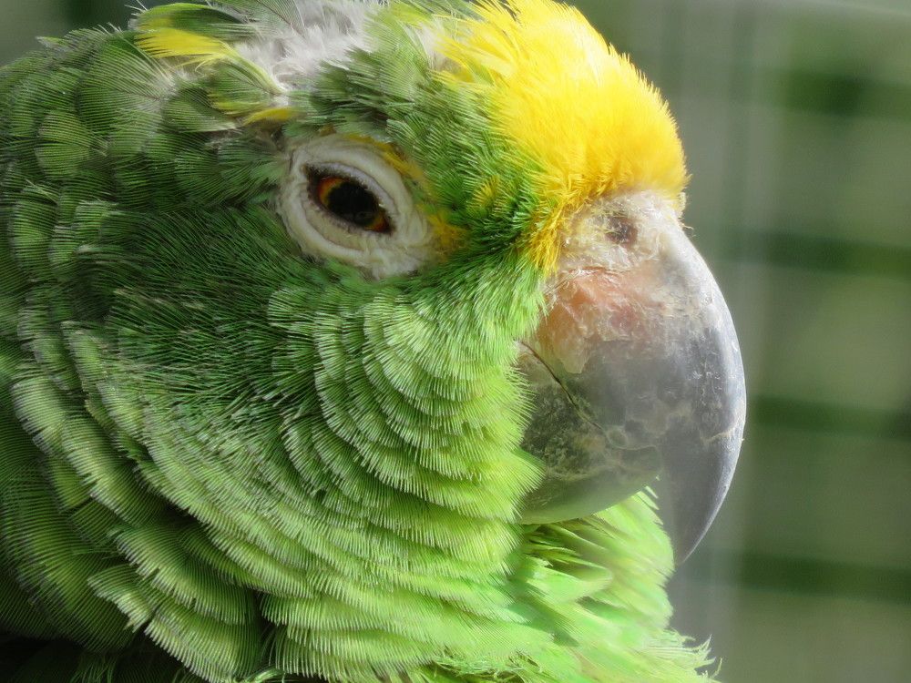 Green parrot