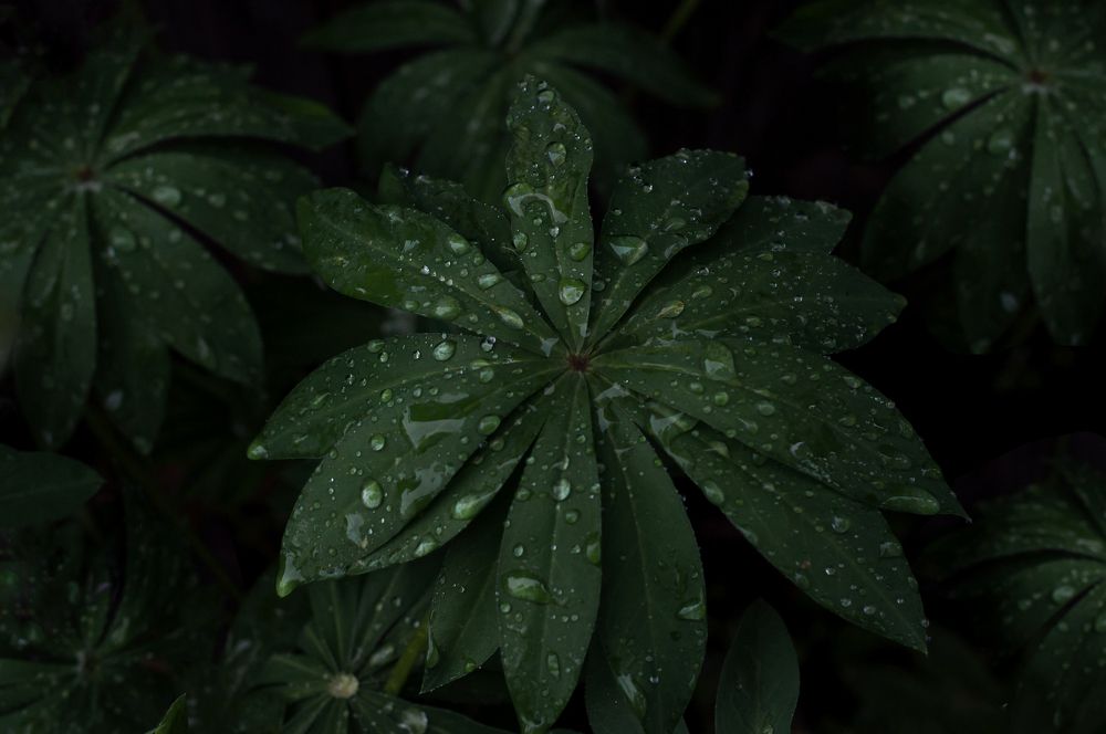 Photograph by Леонид Снег