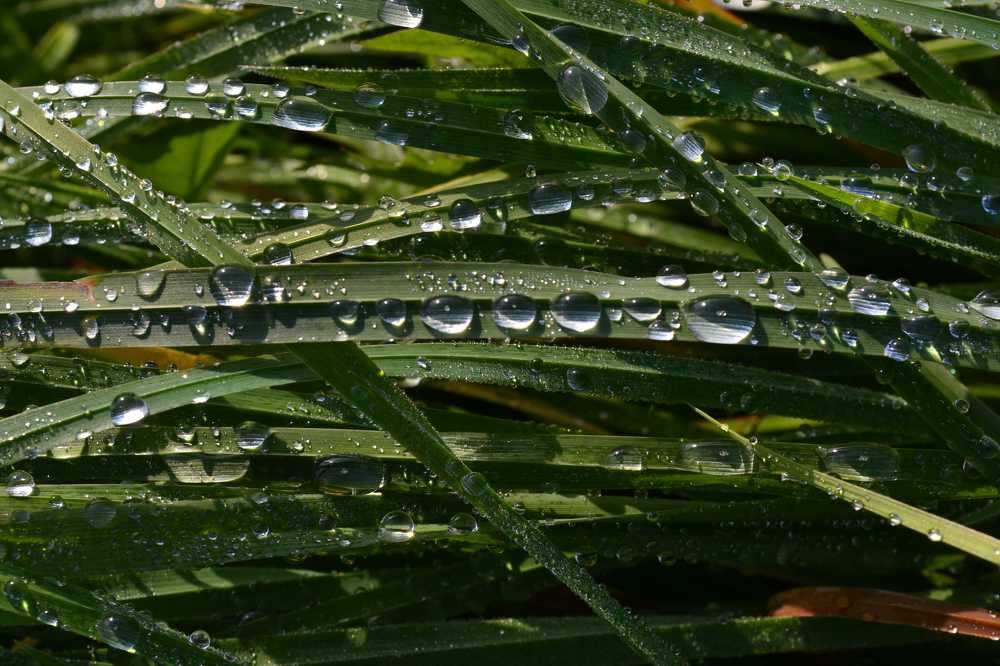 Роса на осоке.