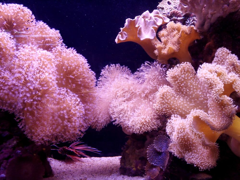Чудесные кораллы