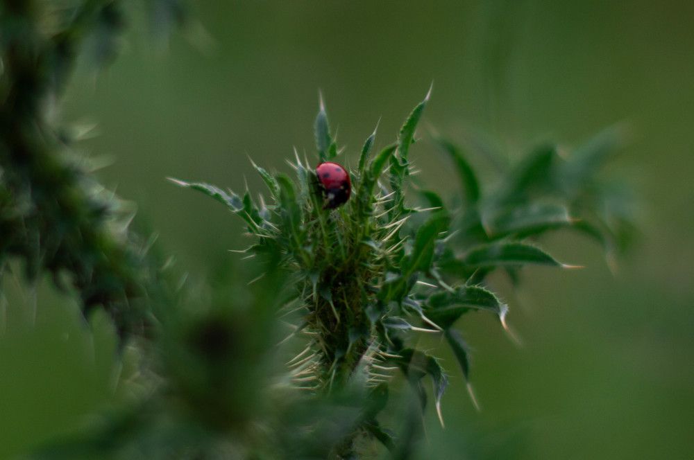 Photograph by Ангелина Ларина