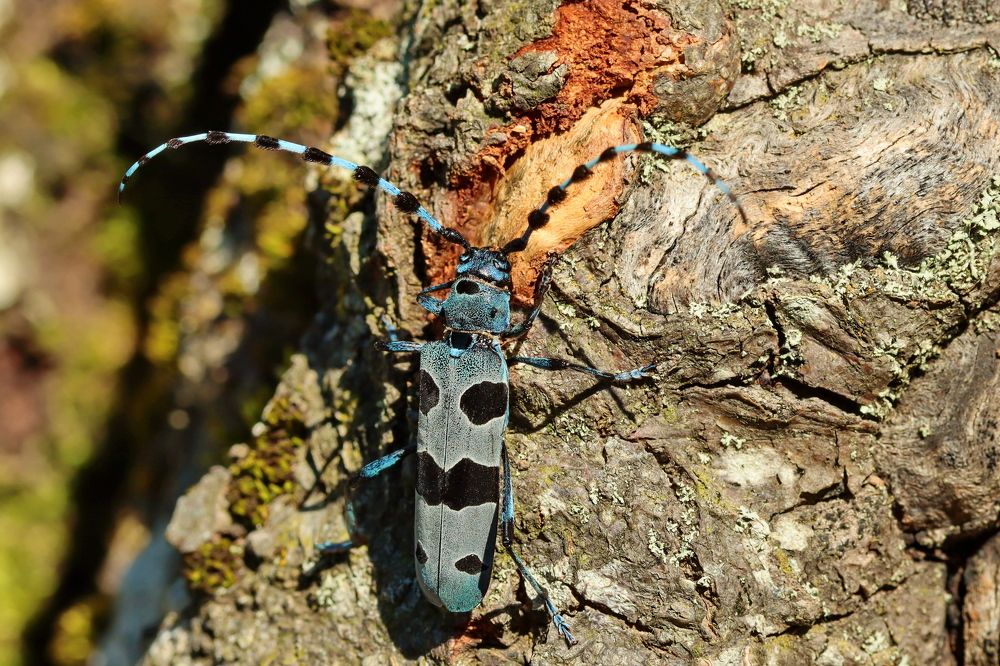 Photograph by Григорий Прокопов