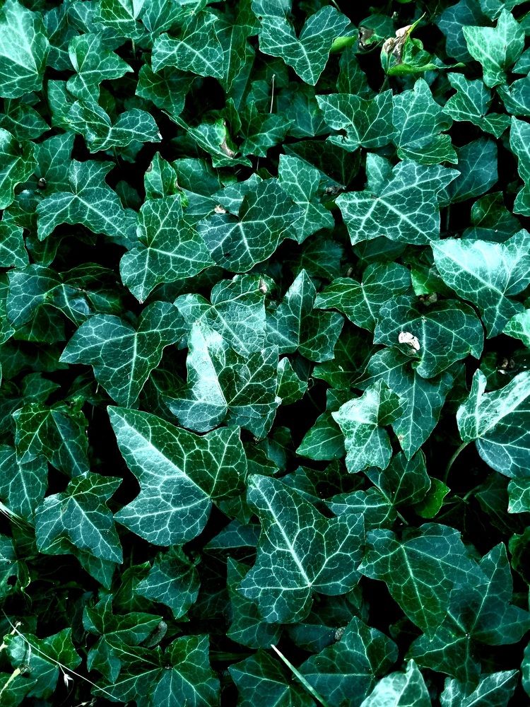 Photograph by Анастасия Терещенко