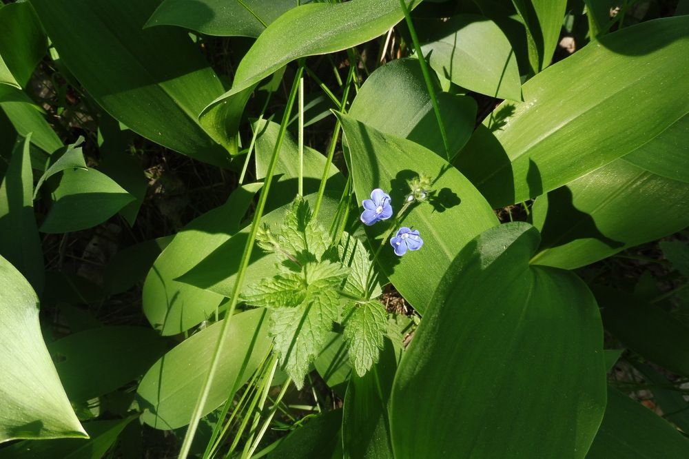 Фотография автора Клавдия Васильева