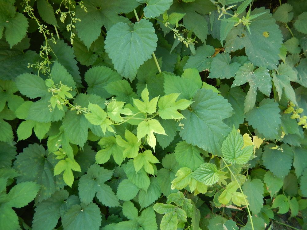 Фотография автора Клавдия Васильева